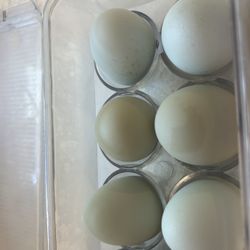 Organic Blue Or Brown Chicken Eggs