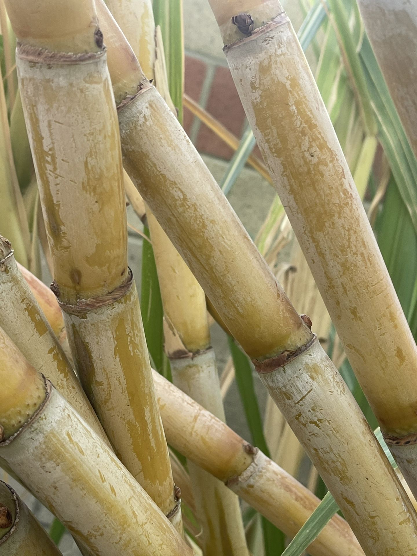 Sugarcane