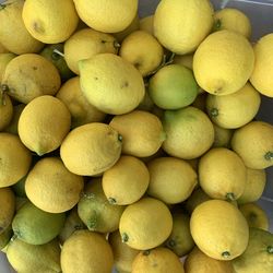 Free Lemons -lots Still Available 