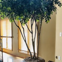 8+ Foot Tall Decorative Indoor Tree