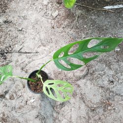 Monstera Adansonii Swiss Cheese Plant 