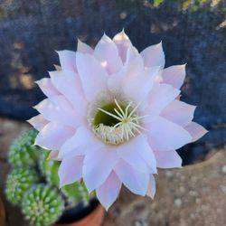 Easter Lilly Cactus