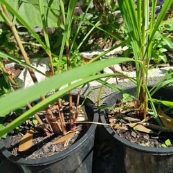 Lemongrass Plants