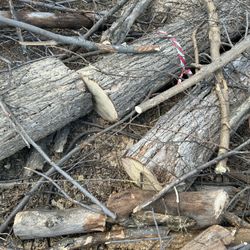 Corto Árboles Y Ramas 