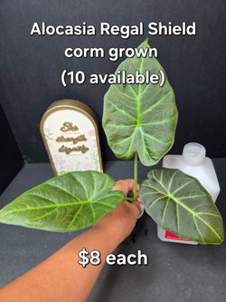 Alocasia Regal Shield