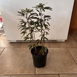 Two Free Rehab Plants