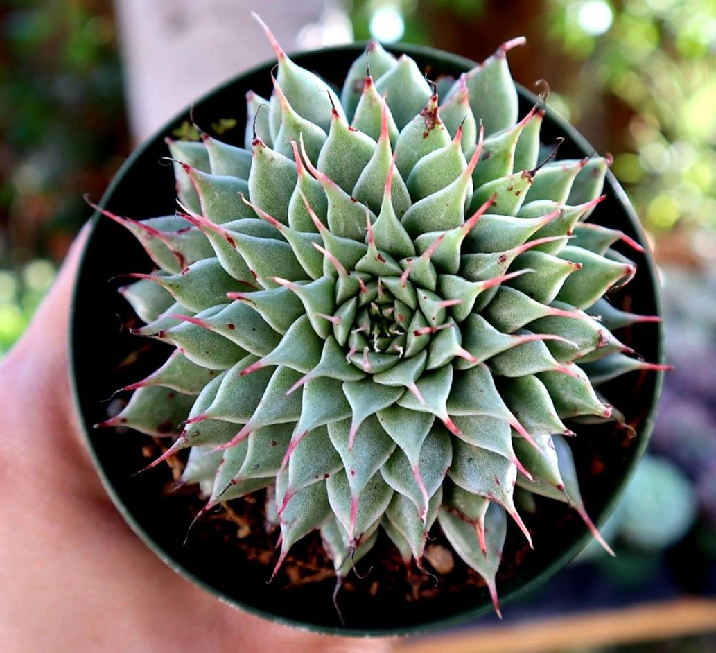 Silver Star Succulent Plant