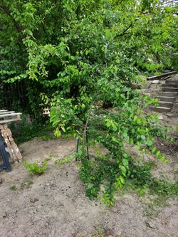 Wild Plum Tree