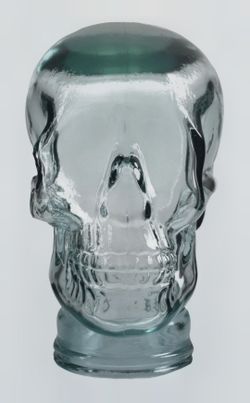 Clear see through Skull