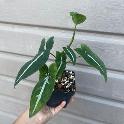 4” stngonium wendlandii