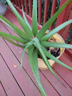 Aloe plant. Big pot