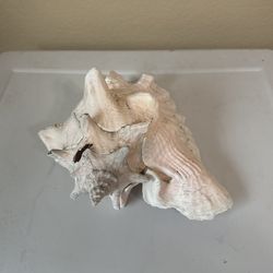 Large conch shell