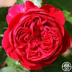 European, Japan rose plants :       Red Velvet
