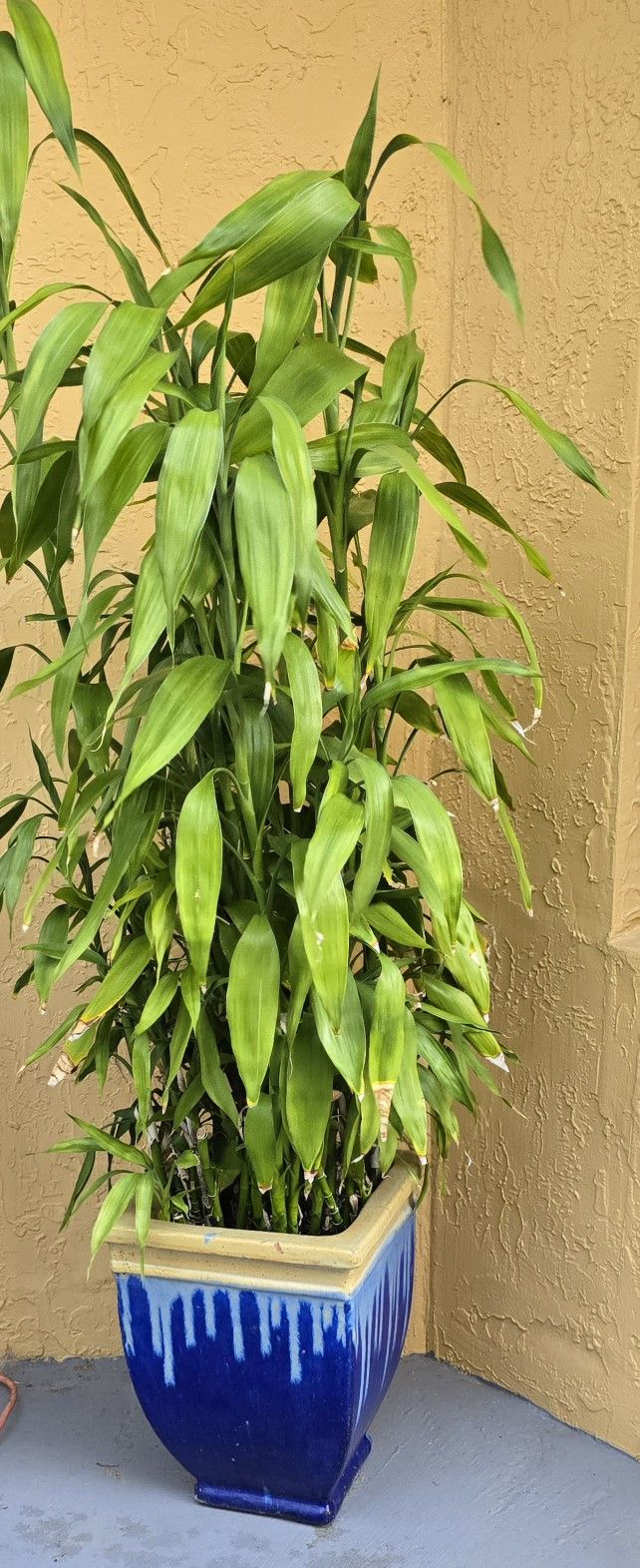 Large BAMBOO PLANT WITH CERELAMIC PLANTER