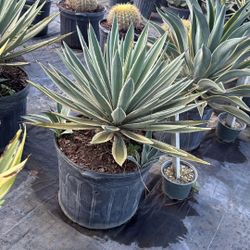 Caribbean Agave - 7gl