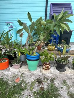 Plants All Sorts Mixed Pots Mostly Native