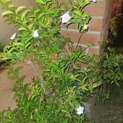 Yesterday today and tomorrow plant. quantity 2. moving. make an offer. must go as soon as possible.