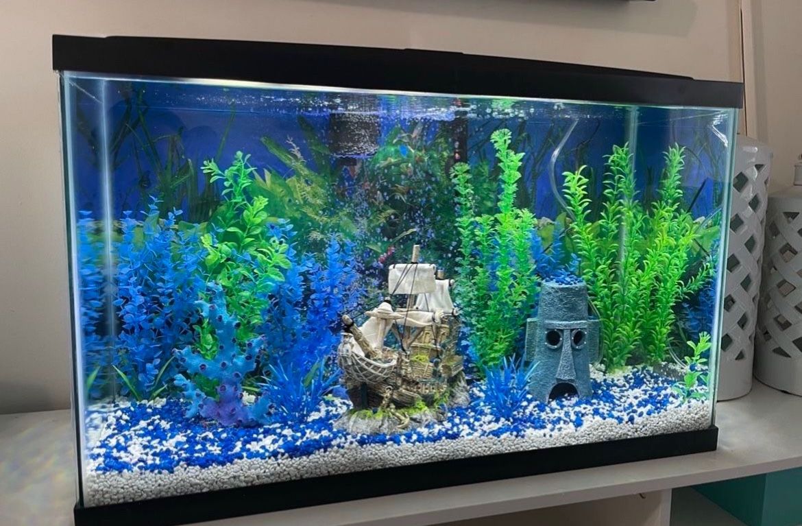 Fish Tank 🐠