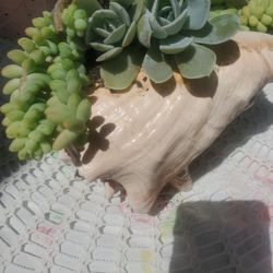 New! Beautiful Real Sea Shell About 8 Inches Perfect For Mother's Day. Many Arrangements Available.