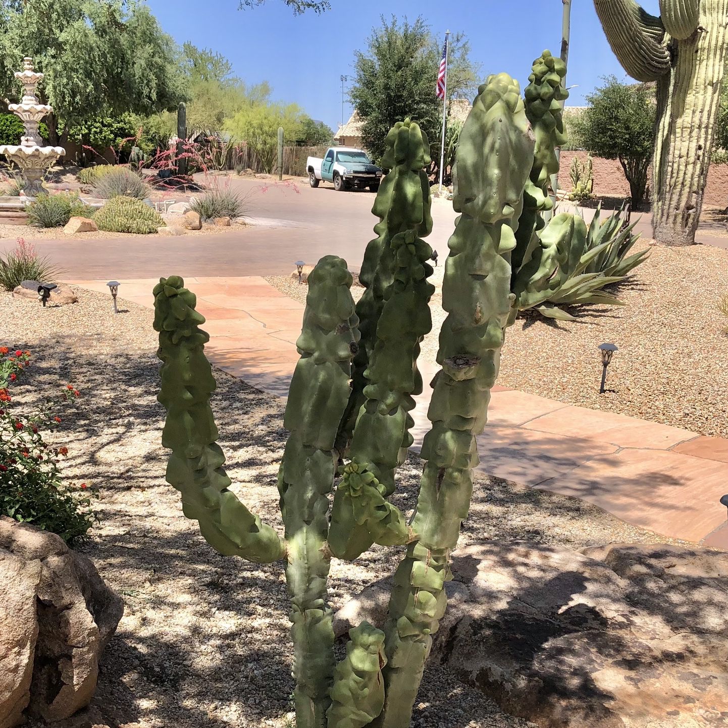 I Buy Cactus 