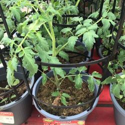 Tomato Starter Plant In 2 Gallon Pot 3ft Tall