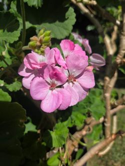 Malva/jeranio Plant
