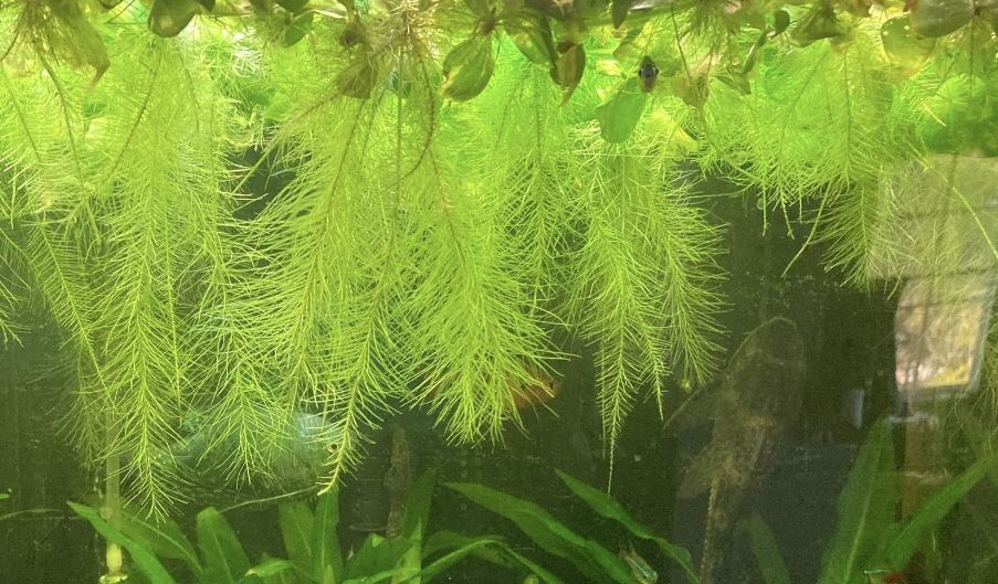 Water Lettuce Floating Aquarium Plant