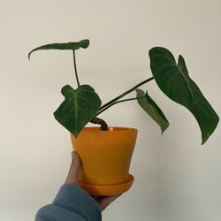 Gloriosum Philodendron 