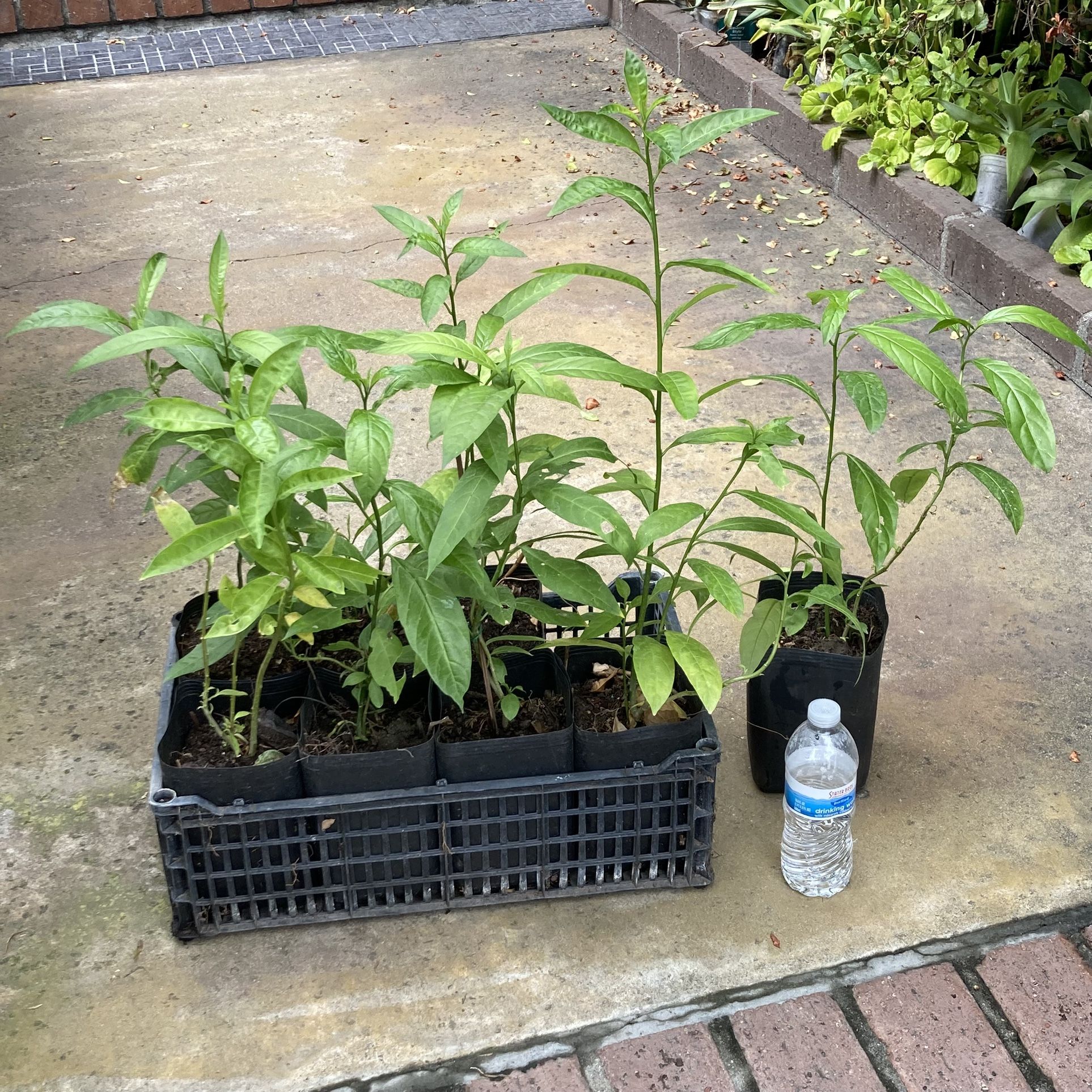 Night Bloom Blooming Jasmine Flower Plant