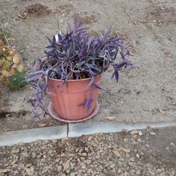 Purple Plant