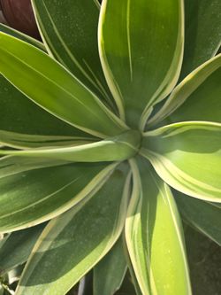 Agave Ray Of Light