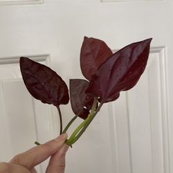 Red Arrow Syngonium Plant CUTTING 