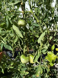 2 for $20 , TOMOTO 🍅 PLANTS
