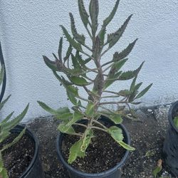Kalanchoe -Mala Madre Plant 🪴