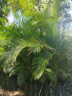 Areca Palm Trees 25gl $120
