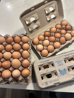 Organic eggs