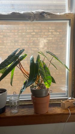 Medium billitiea philodendron
