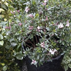 Blooming All Summer Eternal Fragrance Daphne