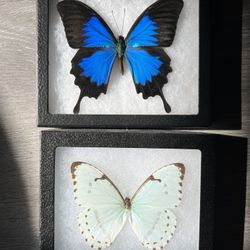 Butterfly Entomology Framed Pinned Bugs