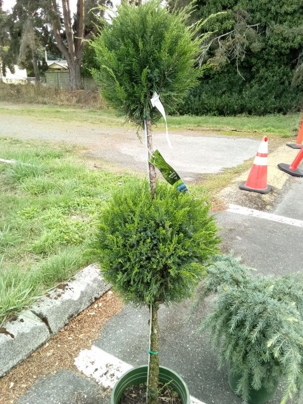 Mint Julep Juniper And 2 Feelin Blue Deodar Cedar/Dwarf Cedars