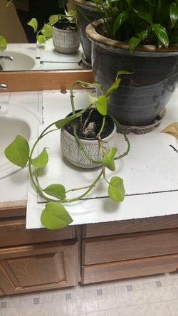 Pothos plant