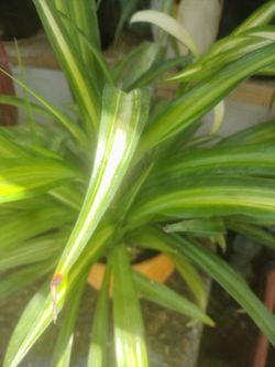 Spider plant natural