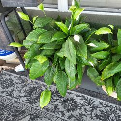 Peace Lilley,  5 Gallon Pot, 15 Inches Across 