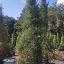 Cedar Trees 10-12 Ft Tall From $165 Delivered And Planted
