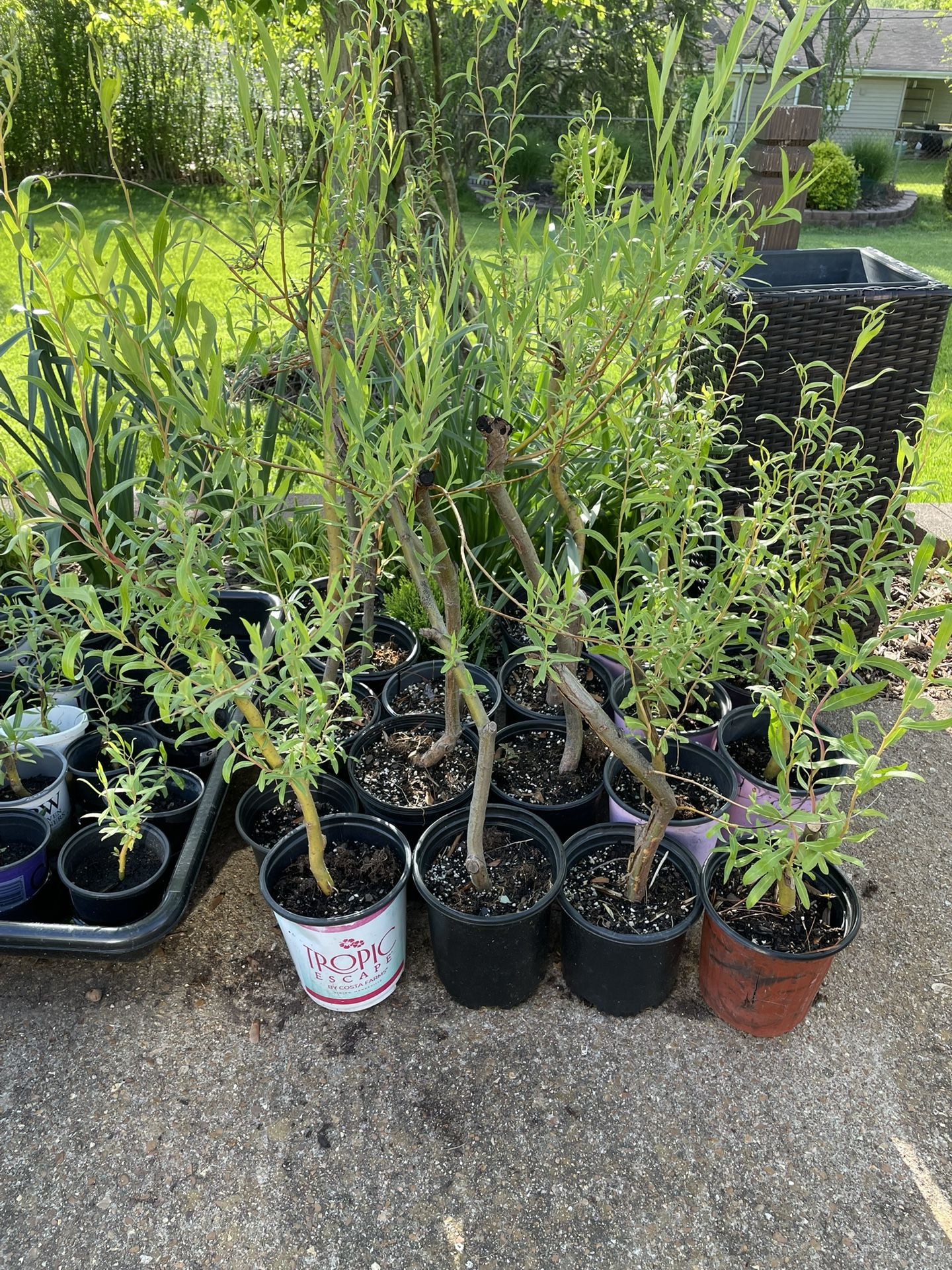 Weeping willows