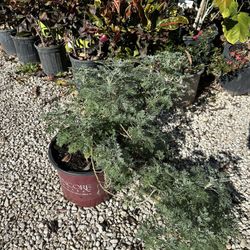 Wormwood Plant