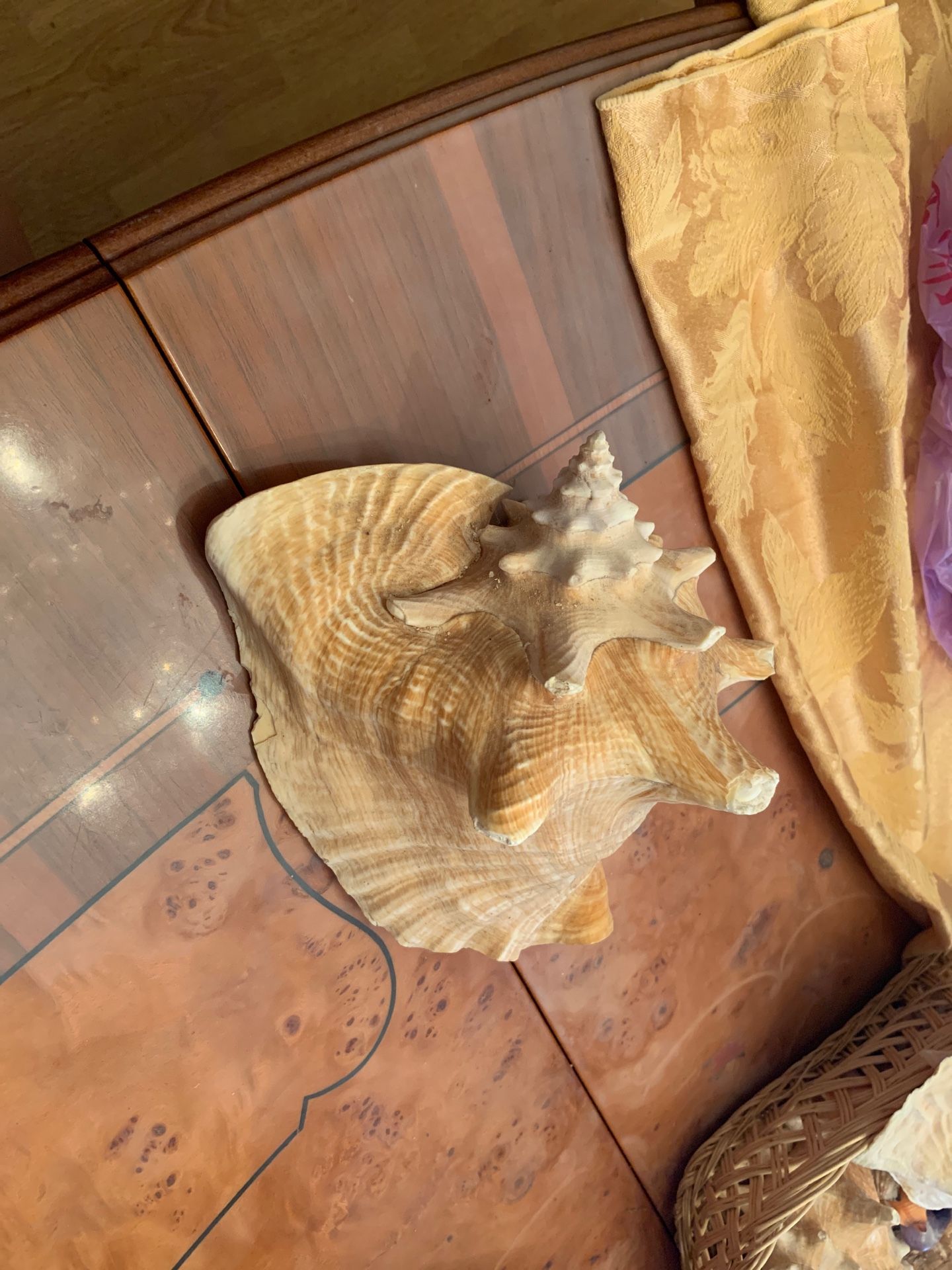 Ocean seashell conch shell