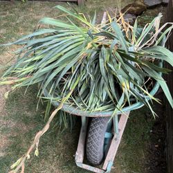 Lot Of Yucca Plants