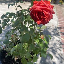 Rose Plant For Garden 