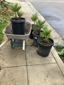 Mediterranean Palms